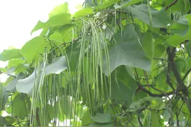 豆角干叶是咋回事，防治方法有哪些？图片