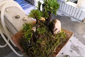 冬天山上光秃秃，挖点“不死草”，做盆景，浇上水瞬间“复活”图片