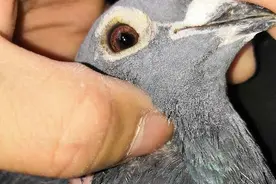 上海吴淞鸽特点简析图片