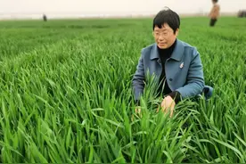 希望的种子在春天发芽图片