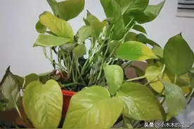 绿萝黄叶的五大原因，你中招了吗？图片