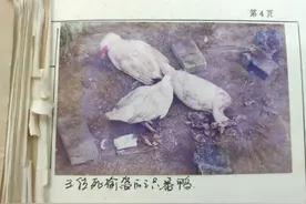3个偷鸭青年之死，一个村庄23年不可言说的忌讳……图片