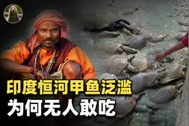 印度500万只甲鱼泛滥成灾，为何印度人自己不愿吃？图片