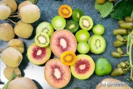 红心，绿心，黄心猕猴桃到底该怎么选？猕猴桃知识大全图片