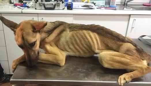 有这些症状的狗狗，可能要补充微量元素了