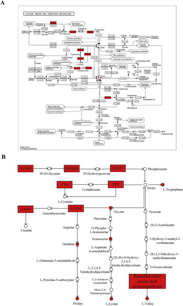 小肠蛋白质组学联合血清代谢组学揭示T2DM中华仓鼠氨基酸代谢紊乱