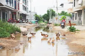 定安排坡村：旧桥拆后新桥迟迟未修好，污水排放不畅导致道路积水图片