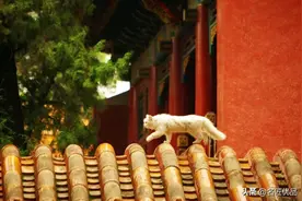 宫里再上新，涂色书诠释了极致的东方美，中国版秘密花园图片
