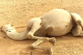 为什么要小心沙漠中的骆驼尸体？科学家：相当于“生化武器”图片