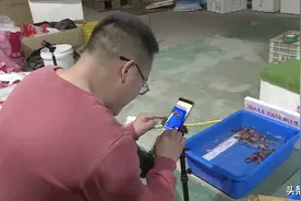 养锦鲤玩直播一周赚5万多元！线上拍卖抓住商机，边玩边赚钱图片