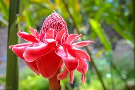 老话“生姜开花，墙倒屋塌”有道理吗？生姜为何会开花？图片