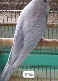 黄绿鱼鳞鹦鹉