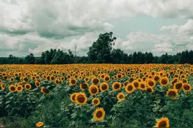 精神层次很高，悟性很强的星座，智慧过人，灵魂干净，为人纯粹图片