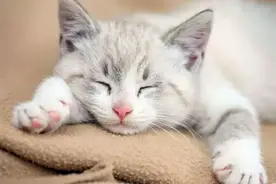猫咪这6种行为，其实是在向你寻求“帮助”，你知道吗？图片