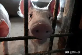 去掉滤镜看美国：倒不尽的牛奶，杀不完的猪仔图片