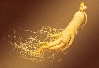 服用人参有禁忌