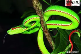 中国毒蛇最多的省份在哪里？哪种毒蛇最毒？兴许你的家乡便有图片