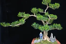 皱皮大黄杨，家里养这个世代出栋梁图片