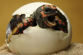 一个神奇物种，既能生仔又能生蛋，科学家：人类正见证物种进化图片