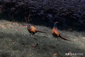 重庆公园雉鸡成鸟友模特 此前在城区少见图片