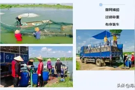 20亩水塘产量15万斤！这个菜篮子基地迎来了收获季图片
