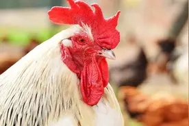 鸡舍带鸡消毒方法图片