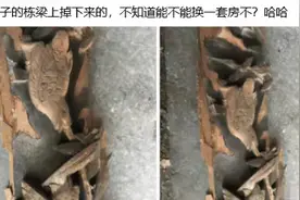 老家房子上面掉下来的，可以在北京换一套房吗？太意外了哈哈哈图片