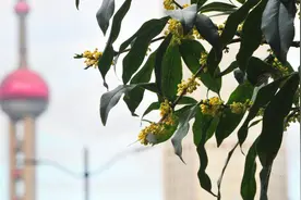 上海“限定版的的秋色”来了！就藏在这些地方图片