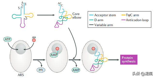 蛋白质翻译时如何确保选择正确的tRNA？