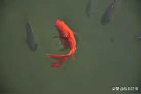 东莞华阳湖湿地公园一日游（尼康D90）图片