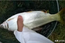 从浮漂调钓到饵料搭配，黄尾鲴的钓法给你一次讲个明白图片