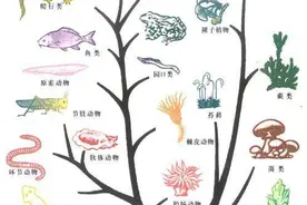 人到底是从哪里来的？来看看达尔文的进化论有哪些漏洞图片