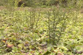 【走向我们的小康生活·决战决胜脱贫攻坚】 秦州区关子镇：打造中药材产业链 助力农户增收致富图片