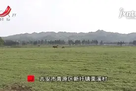 900多亩农田闲置2年多 村民很痛心 有关部门：我们一直在想办法图片