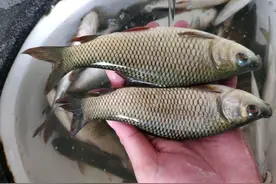 南宁一河道“小草鱼泛滥”，有人半天钓几十条，却闹出大笑话？图片