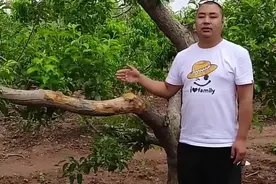 今年果树干腐病爆发期，果园发生干腐病症状表现，如何处理？图片