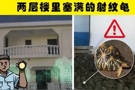 在非常意外的地方被人类找到的6种动物图片