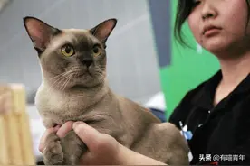 女子买猫之后打110想退款，警察叔叔竟成背锅侠图片