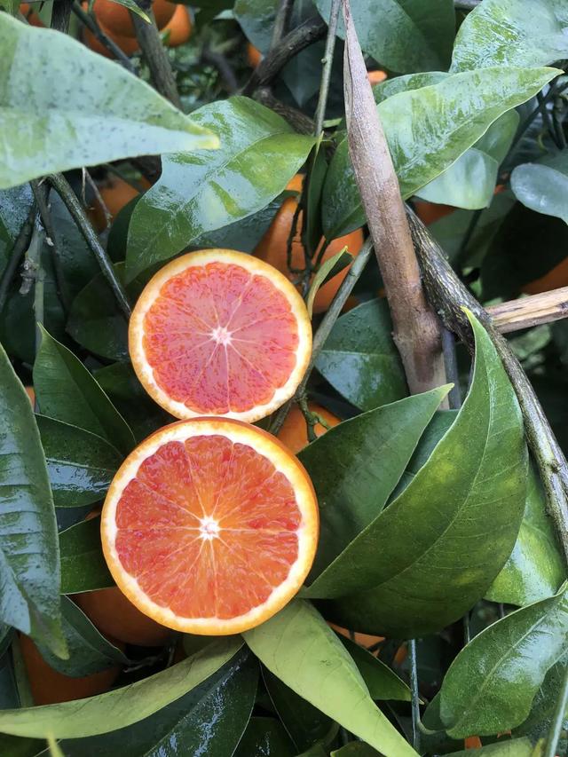 怎么辨别真假血橙肉颜色不均匀是怎么回事（甜润可口的血橙）