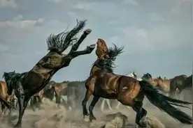 草原上的故事：马群和狼群的恩怨情仇图片