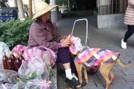 卖菜忠犬大黄突然离世，婆婆伤心欲绝，一张背影令人泪崩图片