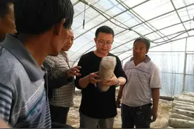 栽培香菇咋防霉菌危害？图片