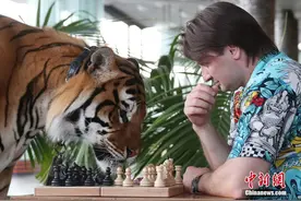 棋逢对手！俄罗斯驯兽师把猛虎当“棋友”图片