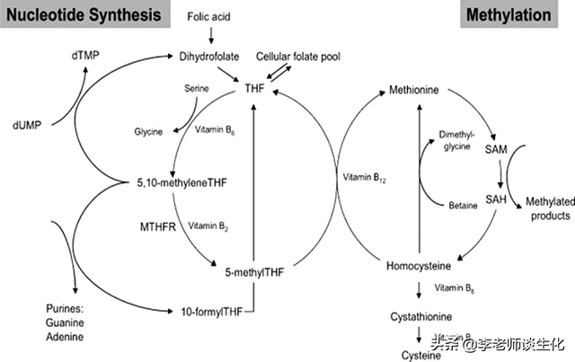 氨基酸衍生物代谢（一）