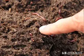 水里的鱼类，为啥爱吃蚯蚓？难道是水草吃多了，想吃肉？图片