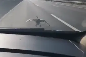 暖心！辽宁一男子偶遇落单大雁低空飞行，默默紧随其后保驾护航图片