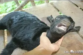 羊吃什么的东西容易死亡？这些千万不能让羊吃这些图片