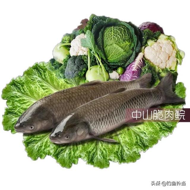 钓友钓到一条煮不烂咬不动的变种草鱼？那是脆肉鲩！比普通草鱼贵