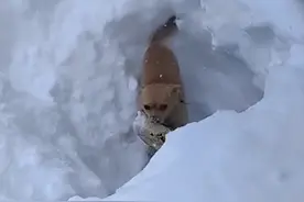 狗在盆在！河北大雪狗窝被埋，主人铲雪见到狗子第一眼瞬间被逗乐图片