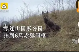 为何都是妈妈带娃：祁连山拍到赤狐一家、新疆拍到雪豹母子同框图片